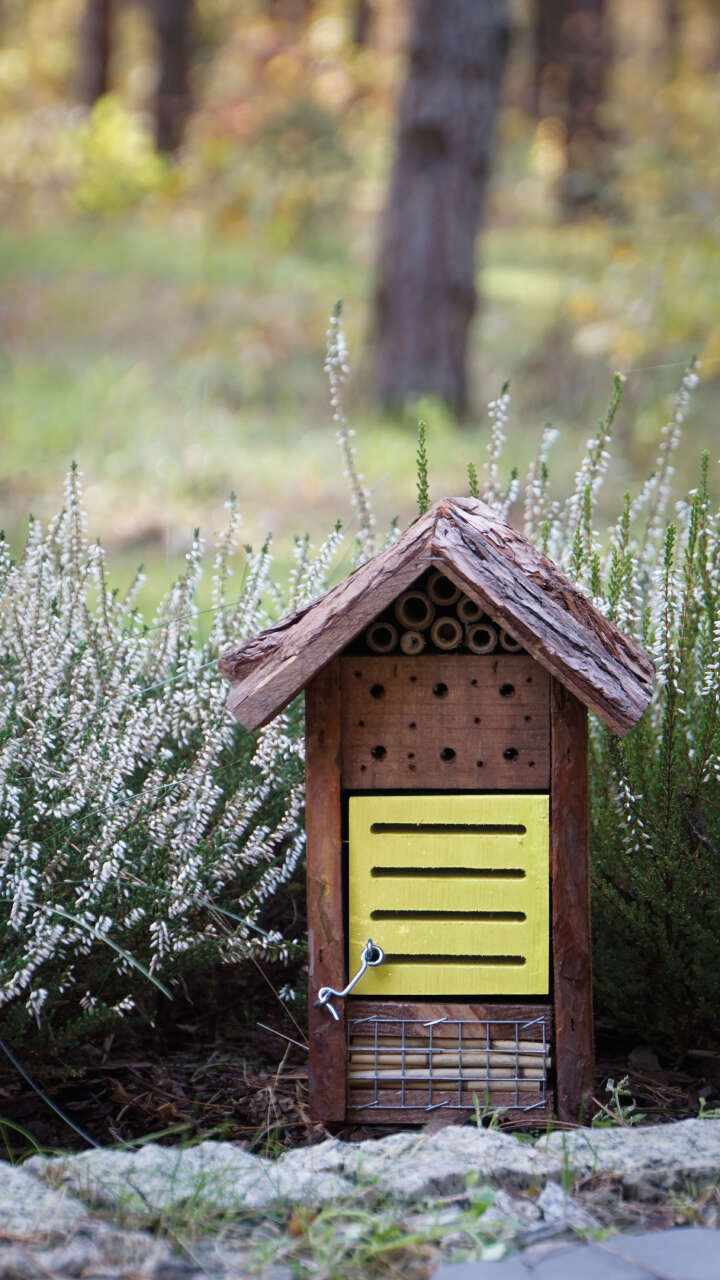 Marienkäfer- und Bienenhaus